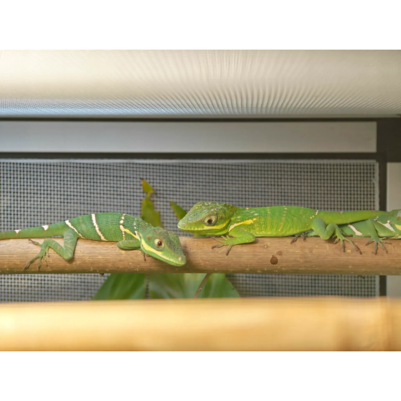 Anolis Potior male