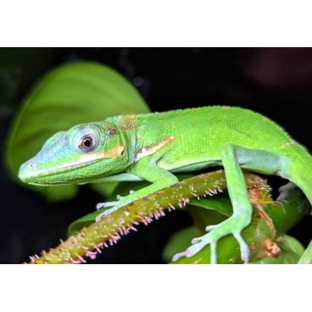 Anolis Potior male