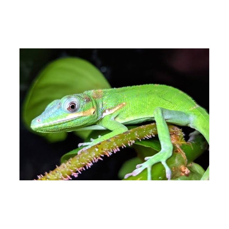 Anolis Potior male
