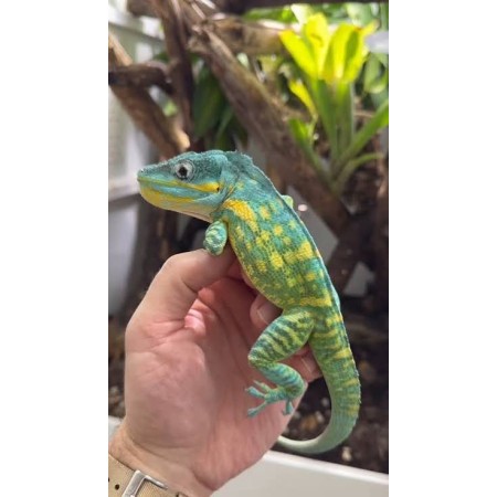 Anolis Potior male