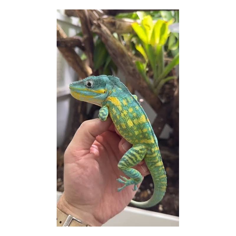 Anolis Potior male