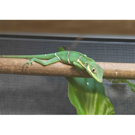 Anolis Potior femelle