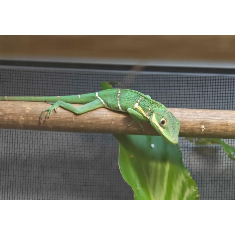 Anolis Potior femelle