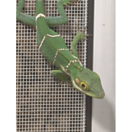 Anolis Baracoae male