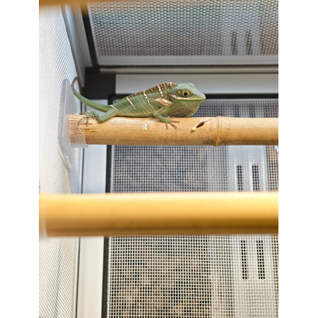 Anolis Baracoae femelle