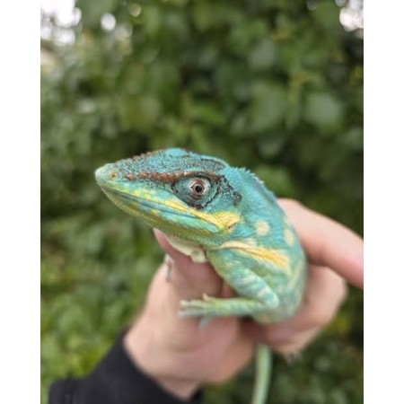 Anolis Potior male