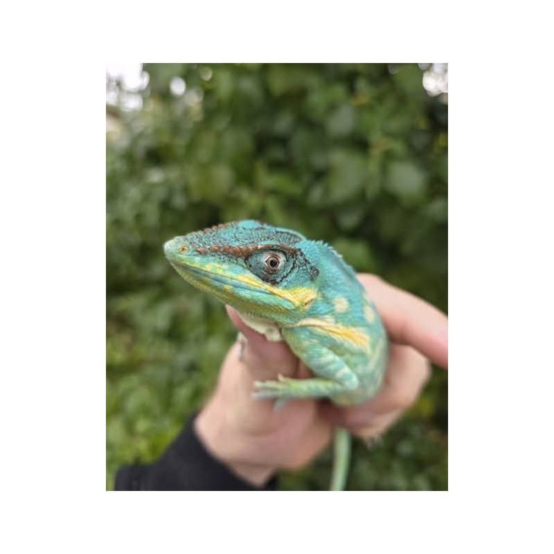 Anolis Potior male